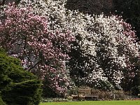 Magnolienbluete 2014